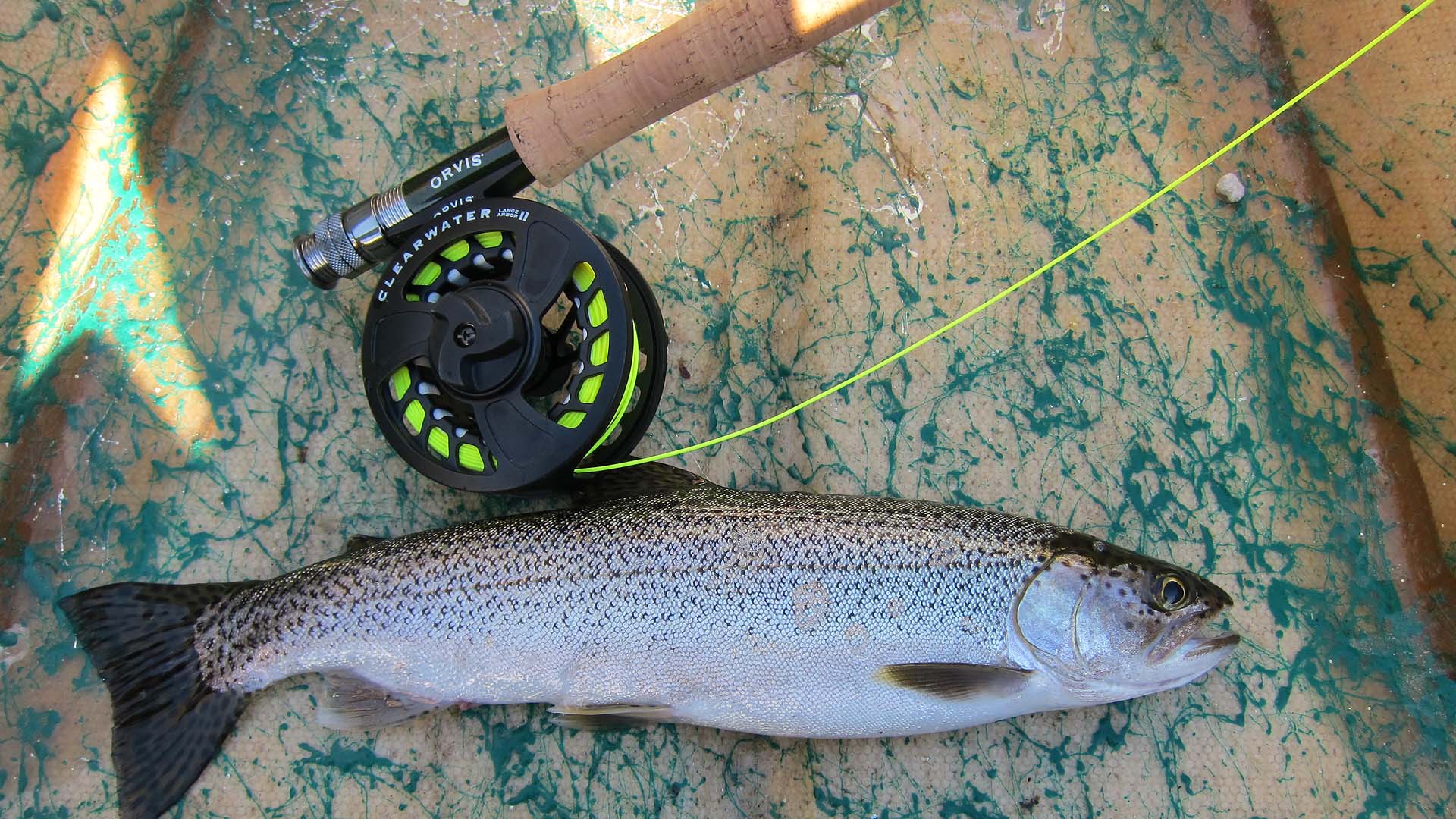 Silver Salmon at Lake Padden
